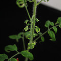 529901_20171124124544_01.JPG