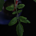 529901_20171124124746_01.JPG
