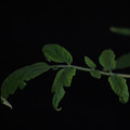 529901_20171124124754_01.JPG