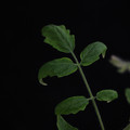 529901_20171124124838_01.JPG