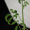 529901_20171124125127_01.JPG