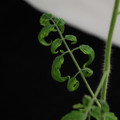 529901_20171124125537_01.JPG