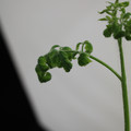 529901_20171124125543_01.JPG