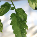 080001_20180315153646_04.JPG
