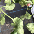 439904_20180205110018_05.JPG