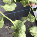 439904_20180205110019_07.JPG
