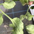 439904_20180205110027_04.JPG