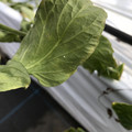439904_20180205110117_04.JPG