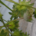 042004_20180308113903_05.JPG