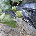 280001_20180509113330_01.JPG