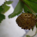 370030_20180703115025_01.JPG