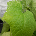 235005_20180608172947_01.JPG