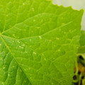 235005_20180608173050_01.JPG