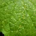 235005_20180608173221_01.JPG