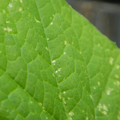 235005_20180608173234_01.JPG