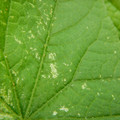 235005_20180608173331_01.JPG
