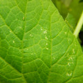 235005_20180608173419_01.JPG