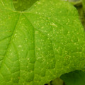 235005_20180608173546_01.JPG
