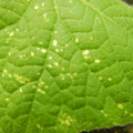 235005_20180612185046_01.JPG