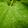 235005_20180612185519_01.JPG