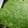 235006_20180615175913_01.JPG