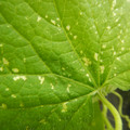 235006_20180615175928_01.JPG