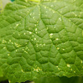 235006_20180615175935_01.JPG