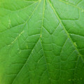 235006_20180615180147_01.JPG