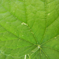 235007_20180730130331_01.JPG