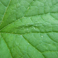 235007_20180730130404_01.JPG
