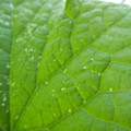 235007_20180730130618_01.JPG