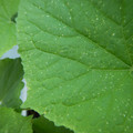 235008_20180730130922_01.JPG