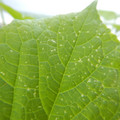 235008_20180730131243_01.JPG