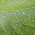 235008_20180731182709_01.JPG