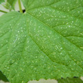 235008_20180731182833_01.JPG