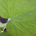 235008_20180731182955_01.JPG
