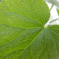 235008_20180731183013_01.JPG
