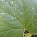 235008_20180731183210_01.JPG