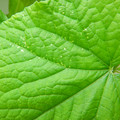 235008_20180809131609_01.JPG