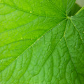 235008_20180809131923_01.JPG