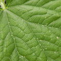 235011_20180910164345_01.JPG