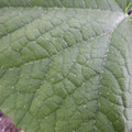 235011_20180911144838_01.JPG