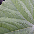 235011_20180911144842_01.JPG