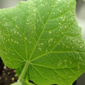 455001_20171213161555_01.JPG