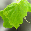 455001_20180207150043_01.JPG