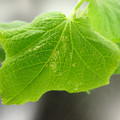 455001_20180207151259_01.JPG