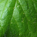 455001_20180207151630_01.JPG