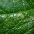 455001_20180207151709_01.JPG