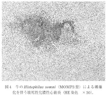 Histophilus somniiMOMP3^jɂۉ𔺂󎀐^S؉