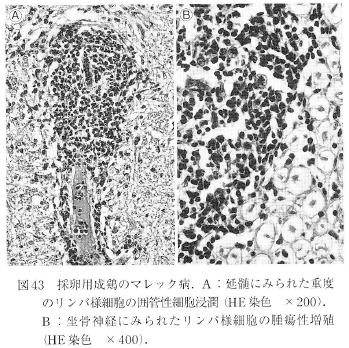 F̗{̉ɂdx̃plזË͊ǐזEZ@_oF̗{̍_oɂ郊plזE̎ᇐB